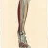 Lizars Pl. 53, Still Deeper View of the Muscles of the Leg...