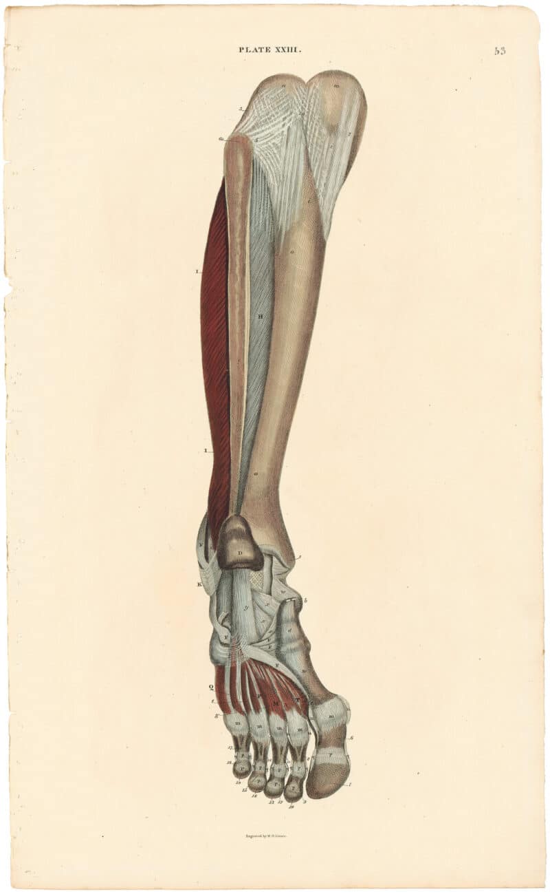 Lizars Pl. 53, Still Deeper View of the Muscles of the Leg...