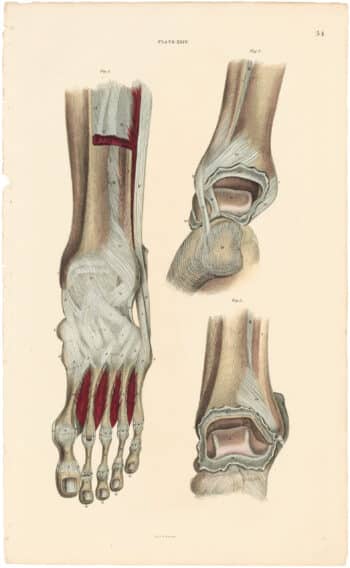 Lizars Pl. 54, Represents an Anterior and Posterior View...