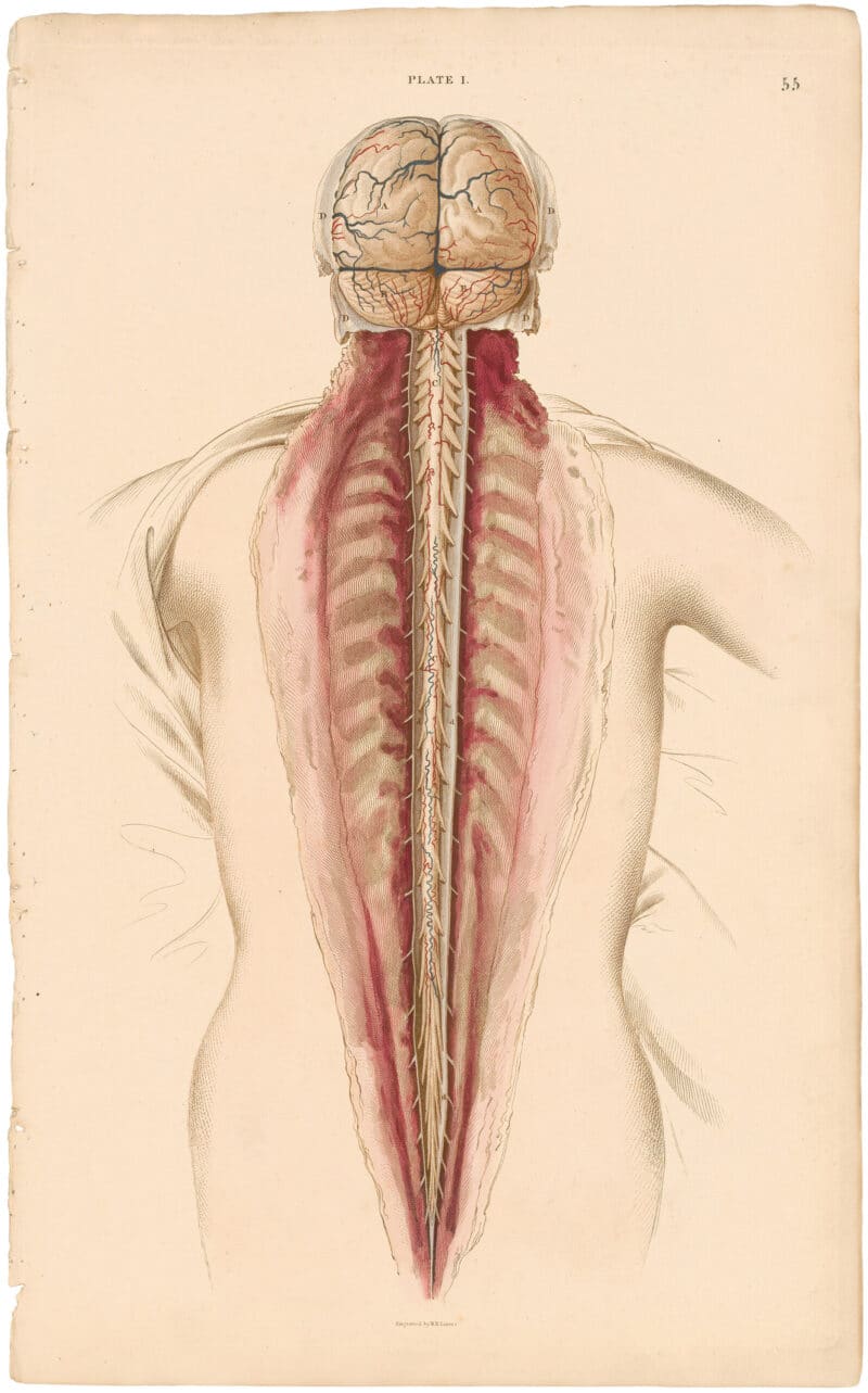 Lizars Pl. 55, General View of the Nervous System...