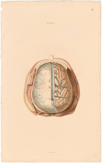 Lizars Pl. 57, View of the Dura Mater...