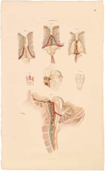Lizars Pl. 61, Illustrates various portions of the Brain...