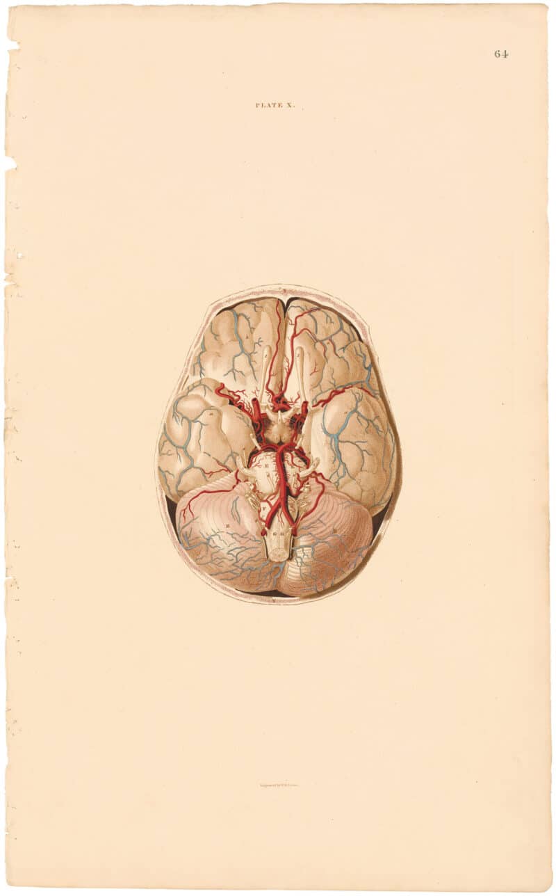 Lizars Pl. 64, View of the Basis of the Brain