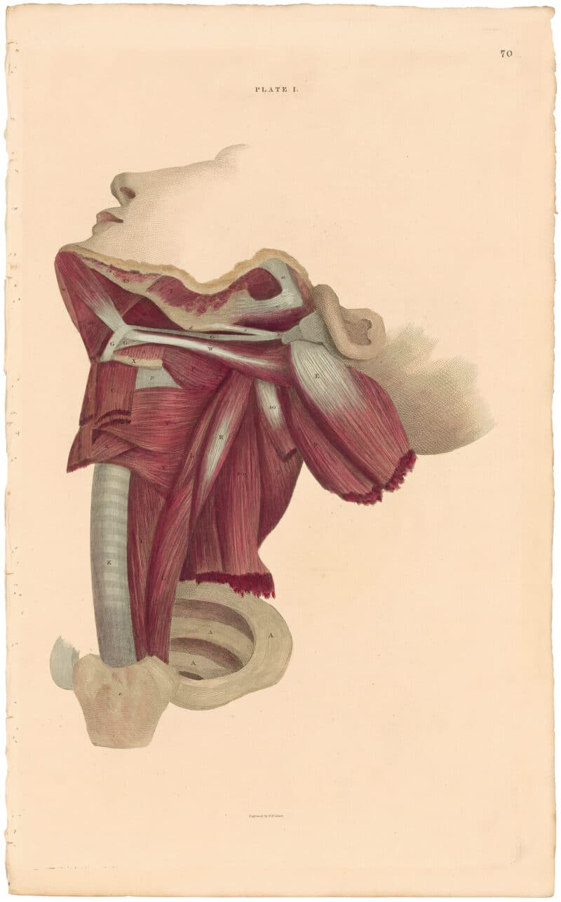 Lizars Pl. 70, View of the Muscles of the Pharynx and Larynx