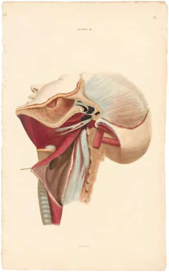 Lizars Pl. 71, View of the Pharynx and Larynx