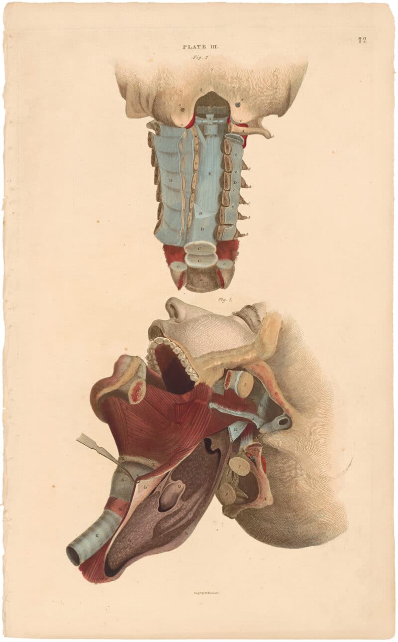 Lizars Pl. 72, View of the Pharynx and Larynx, together...