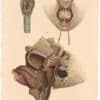 Lizars Pl. 73, View of the Muscles and Cartilages...