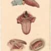 Lizars Pl. 76, Exhibits the Structure of the Tongue in several views