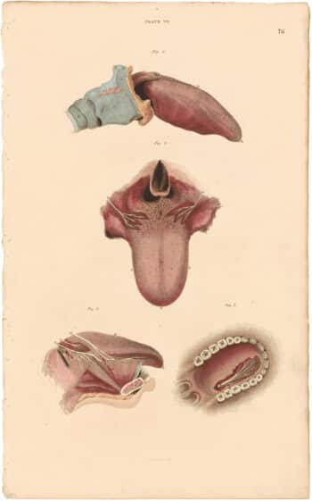 Lizars Pl. 76, Exhibits the Structure of the Tongue in several views