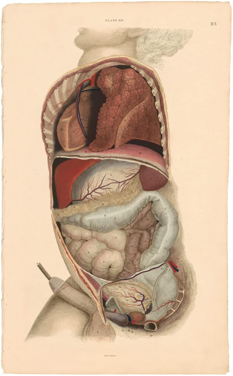 Lizars Pl. 83, View of a lateral Section of the Thoracic...