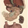 Lizars Pl. 85, Illustrates the Liver, Pancreas, Spleen, and Stomach