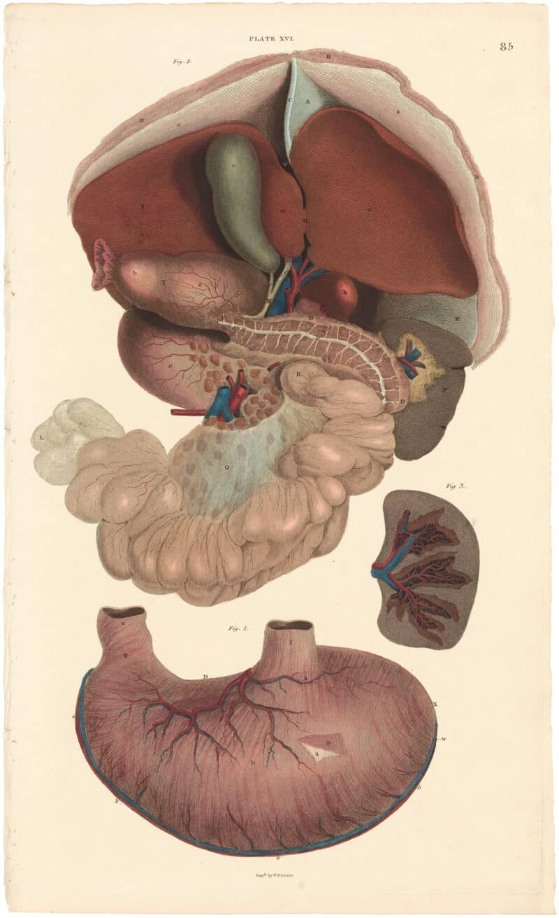 Lizars Pl. 85, Illustrates the Liver, Pancreas, Spleen, and Stomach