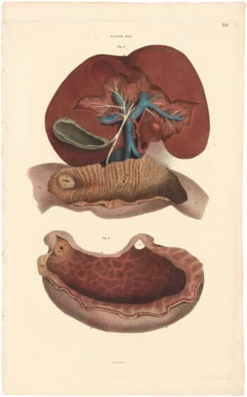Lizars Pl. 86, The structure of the Liver, Gall-bladder...