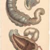 Lizars Pl. 87, The structure of the Ileum and Colon represented