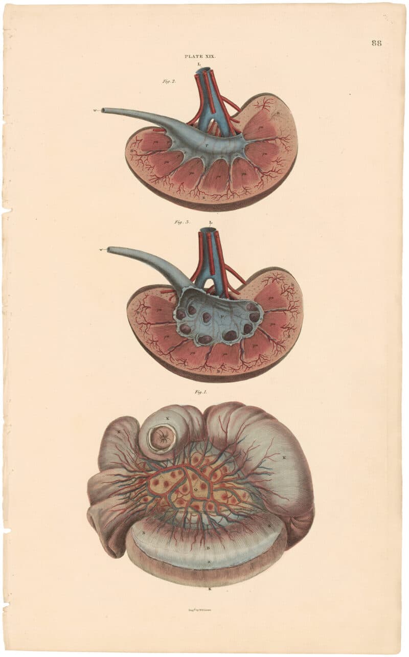 Lizars Pl. 88, Illustrates the structure of the Jejunum and...