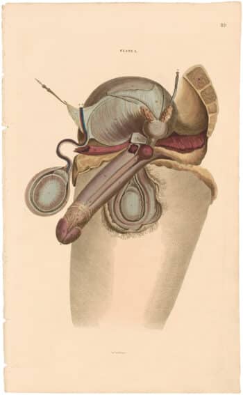 Lizars Pl. 89, View of the Male Organs of Generation