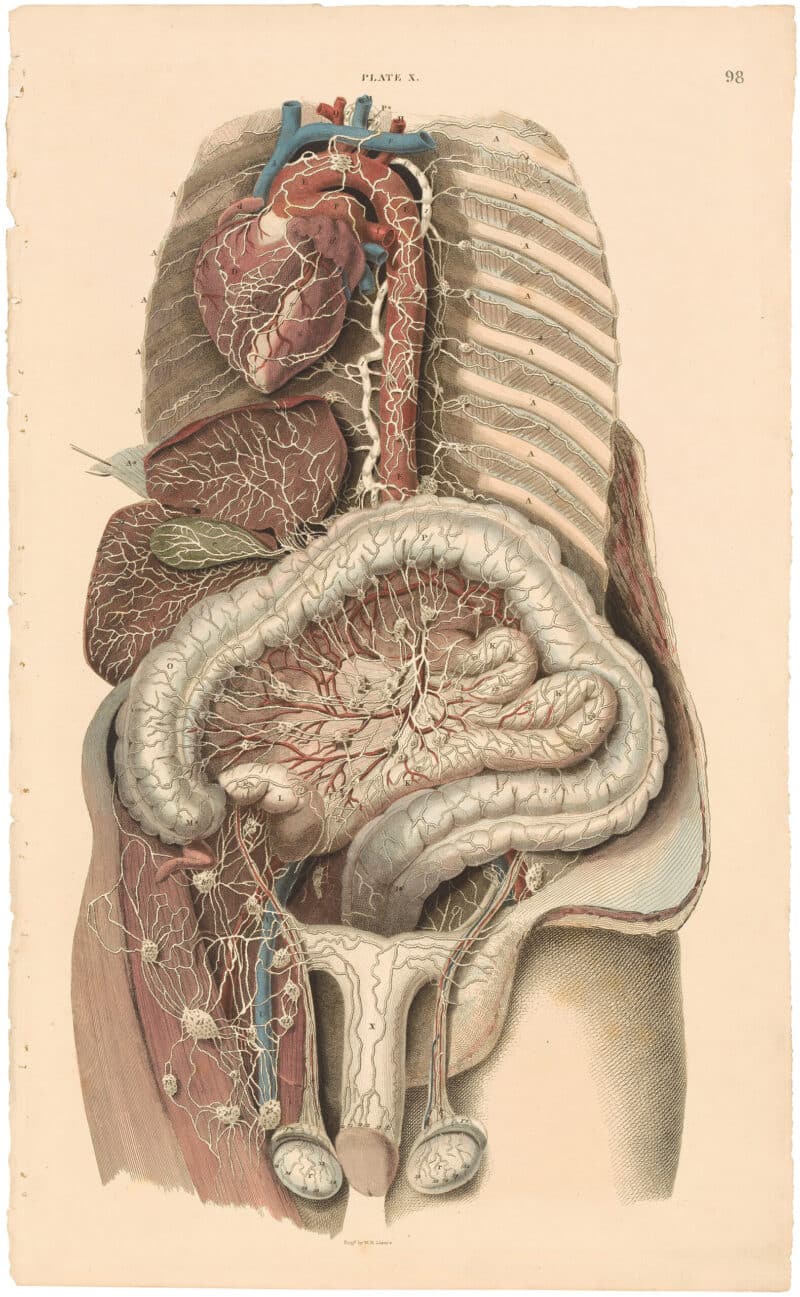 Lizars Pl. 98, View of the Lymphatic Vessels of the Trunk