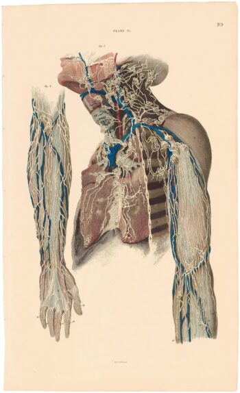 Lizars Pl. 99, View of the Lymphatic Vessels of the Upper Extremity