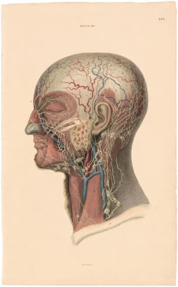 Lizars Pl. 100, View of the Lymphatic Vessels of the Head and Neck