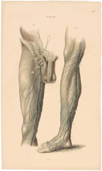 Lizars Pl. 101, View of the Lymphatic Vessels of the Lower Extremity