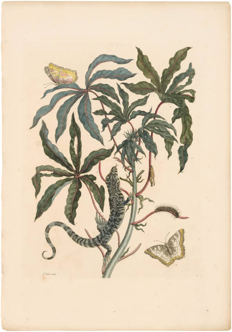 Merian 1726, Pl. 4, Jatropha Moth, Lizard & Manioc Root