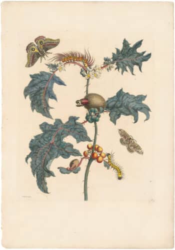 Merian 1726, Pl. 6, Thistle