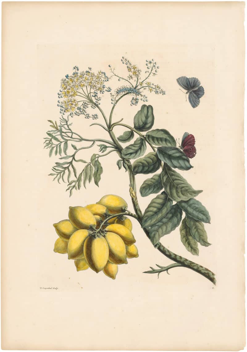 Merian 1726, Pl. 13, Yellow Mombin Plum Tree & Blue Moth