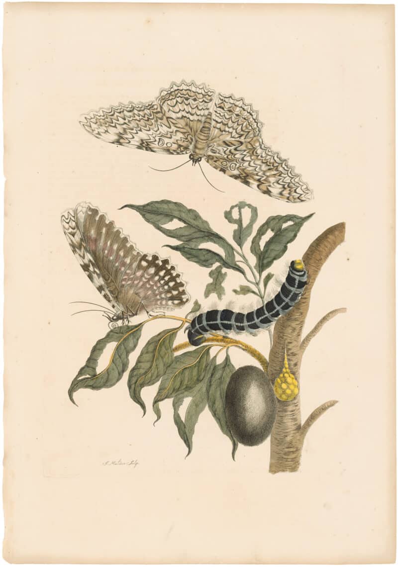 Merian 1726, Pl. 20, Great Owlet Moth