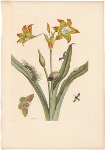 Merian 1726, Pl. 22, Red Amaryllis