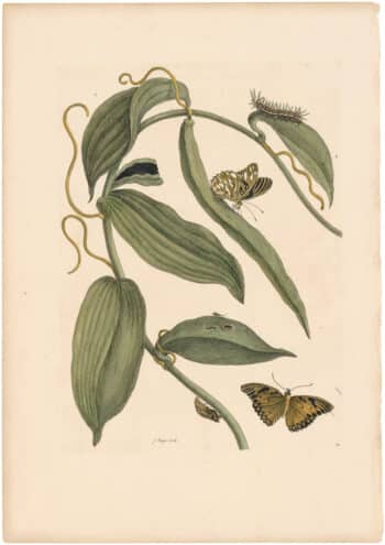 Merian 1726, Pl. 25, Vanilla Plant