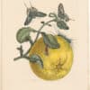 Merian 1726, Pl. 29, Grapefruit