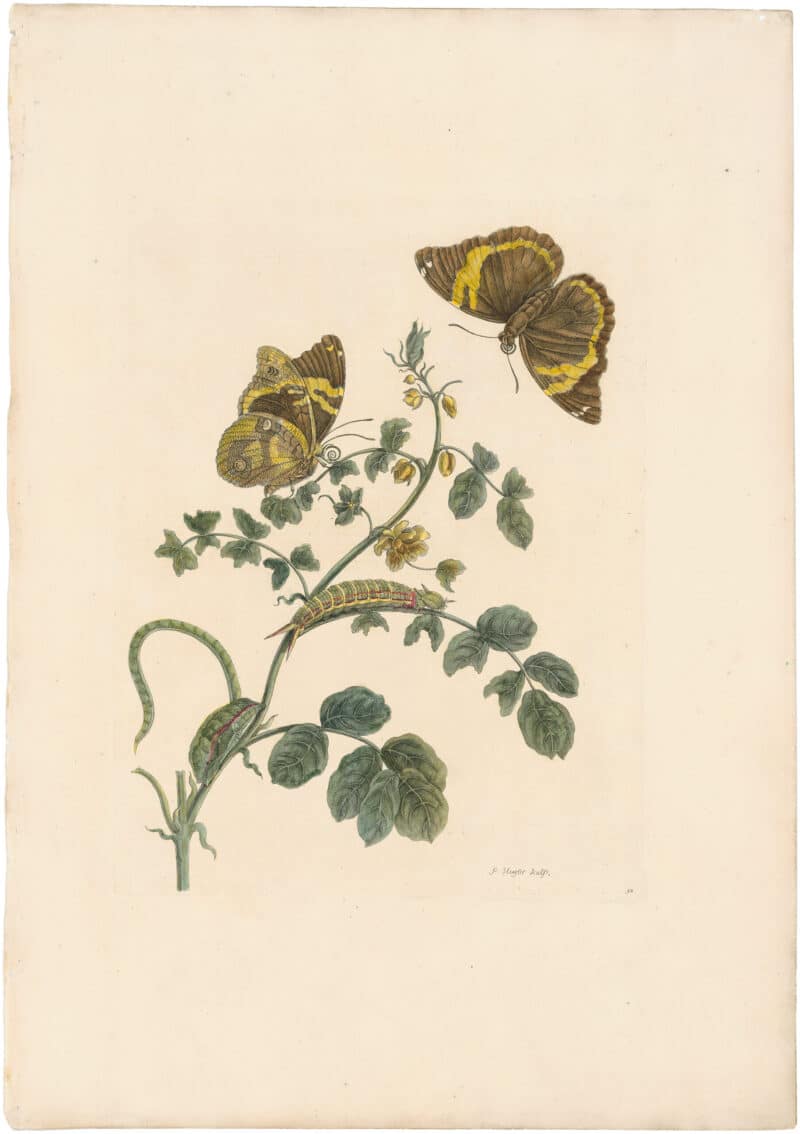 Merian 1726, Pl. 32, Black Currant with Butterfly