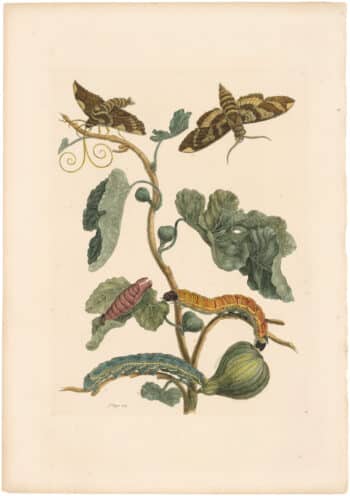 Merian 1726, Pl. 33, Fig