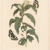 Merian 1726, Pl. 36, Tobacco Plant with Butterfly