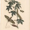 Merian 1726, Pl. 38, Cotton Leaf Jatropha & Mimicry Moth