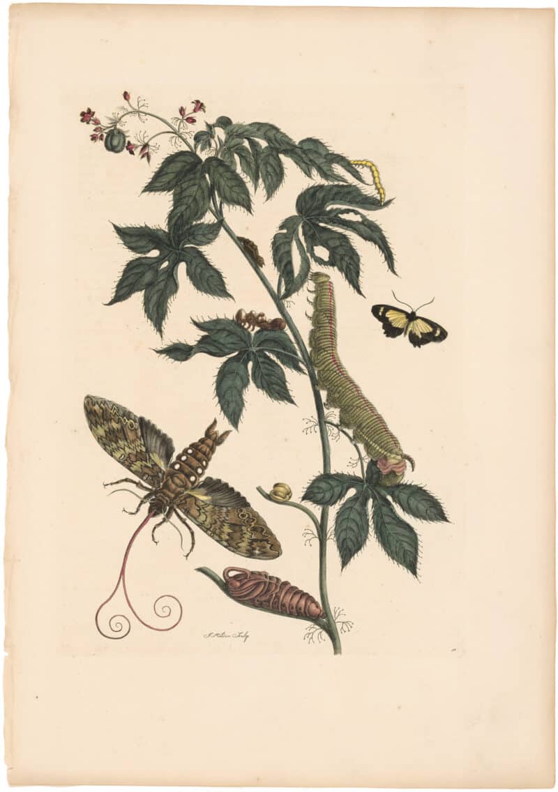 Merian 1726, Pl. 38, Cotton Leaf Jatropha & Mimicry Moth