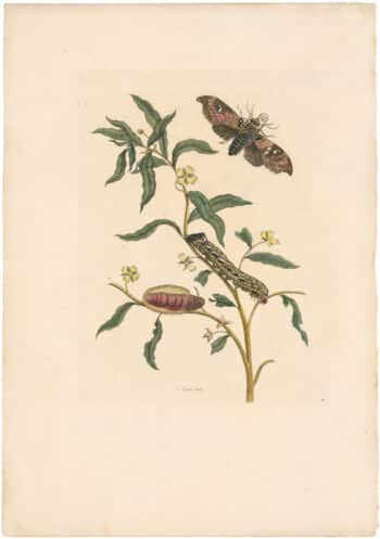 Merian 1726, Pl. 39, Emperor Moth