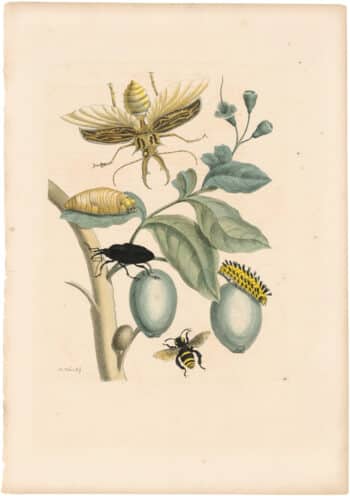 Merian 1726, Pl. 48, Tabrouba Tree w/Stag, Capricorn & Herculo Beetles