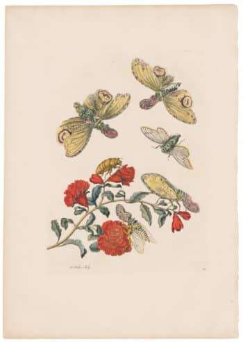 Merian 1726, Pl. 49, Lantern Fly with Pomegranate Flower