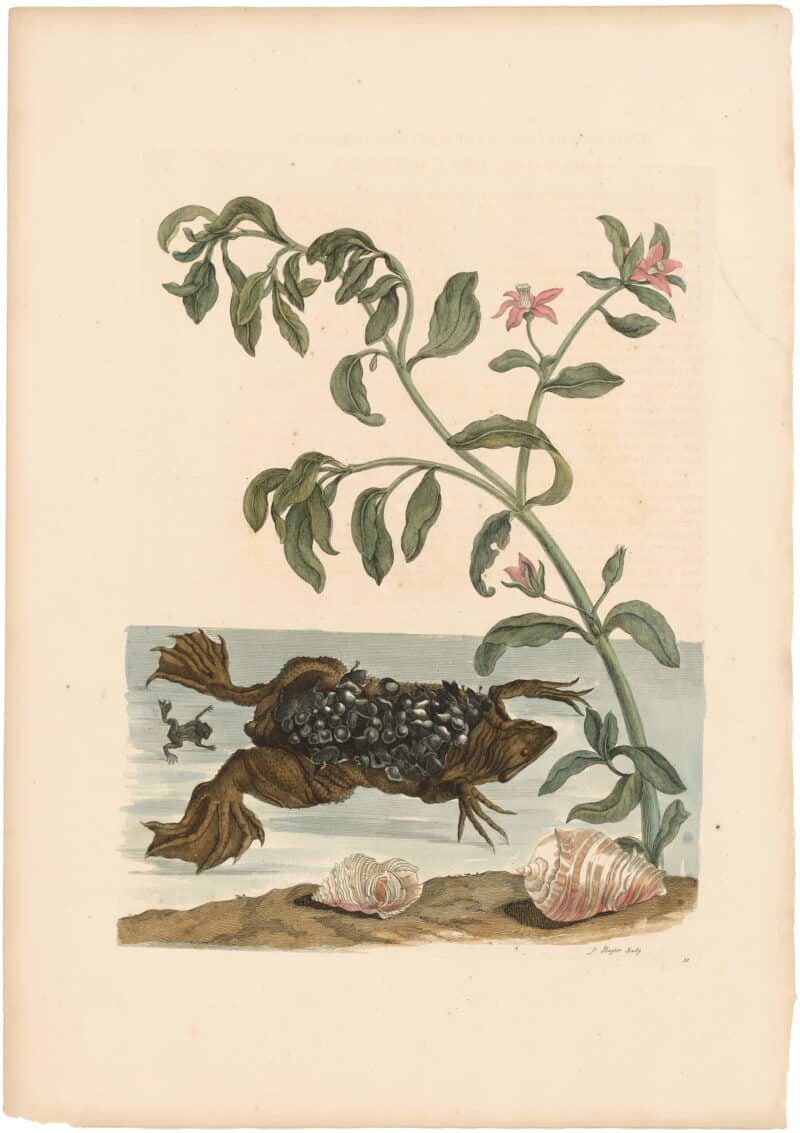 Merian 1726, Pl. 59, Female Toad and Young with Watercress