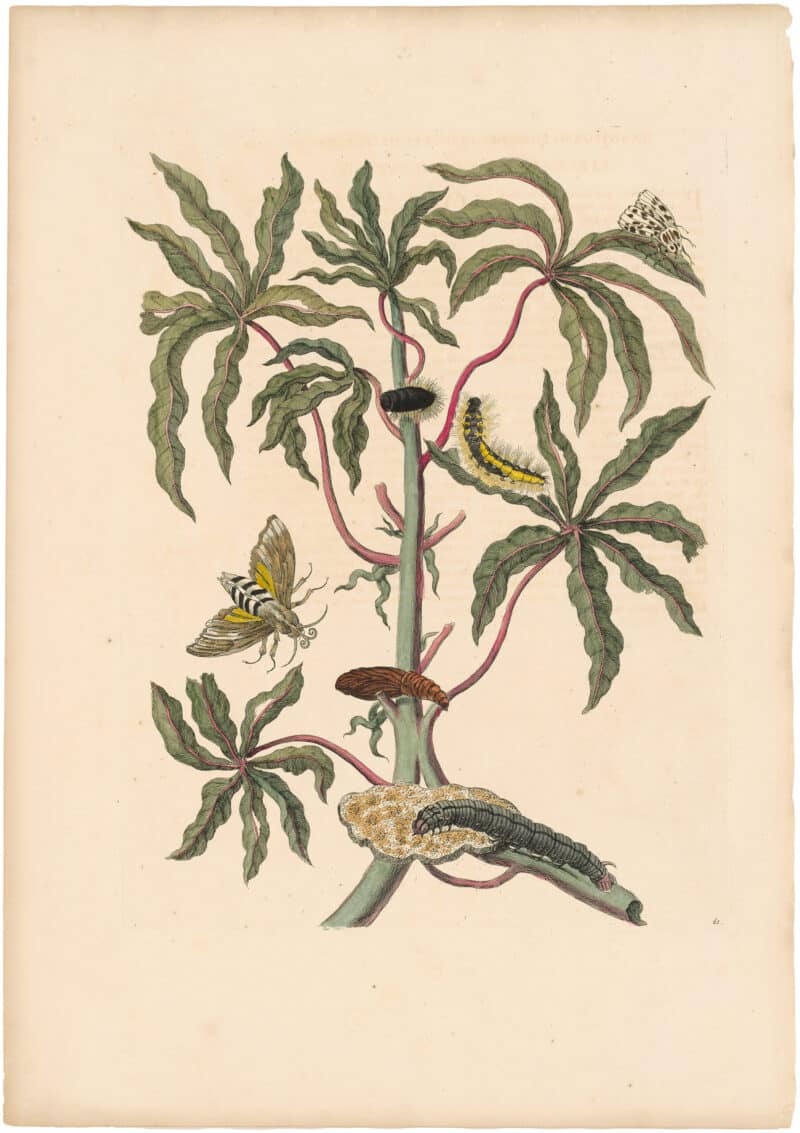 Merian 1726, Pl. 61, Sweet White Guava