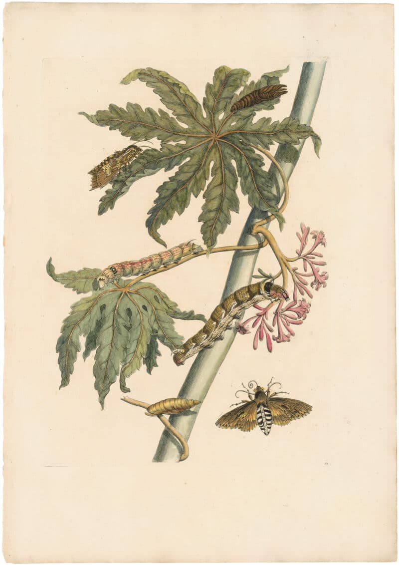 Merian 1726, Pl. 62, Papaya
