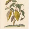 Merian 1726, Pl. 63, Cocoa
