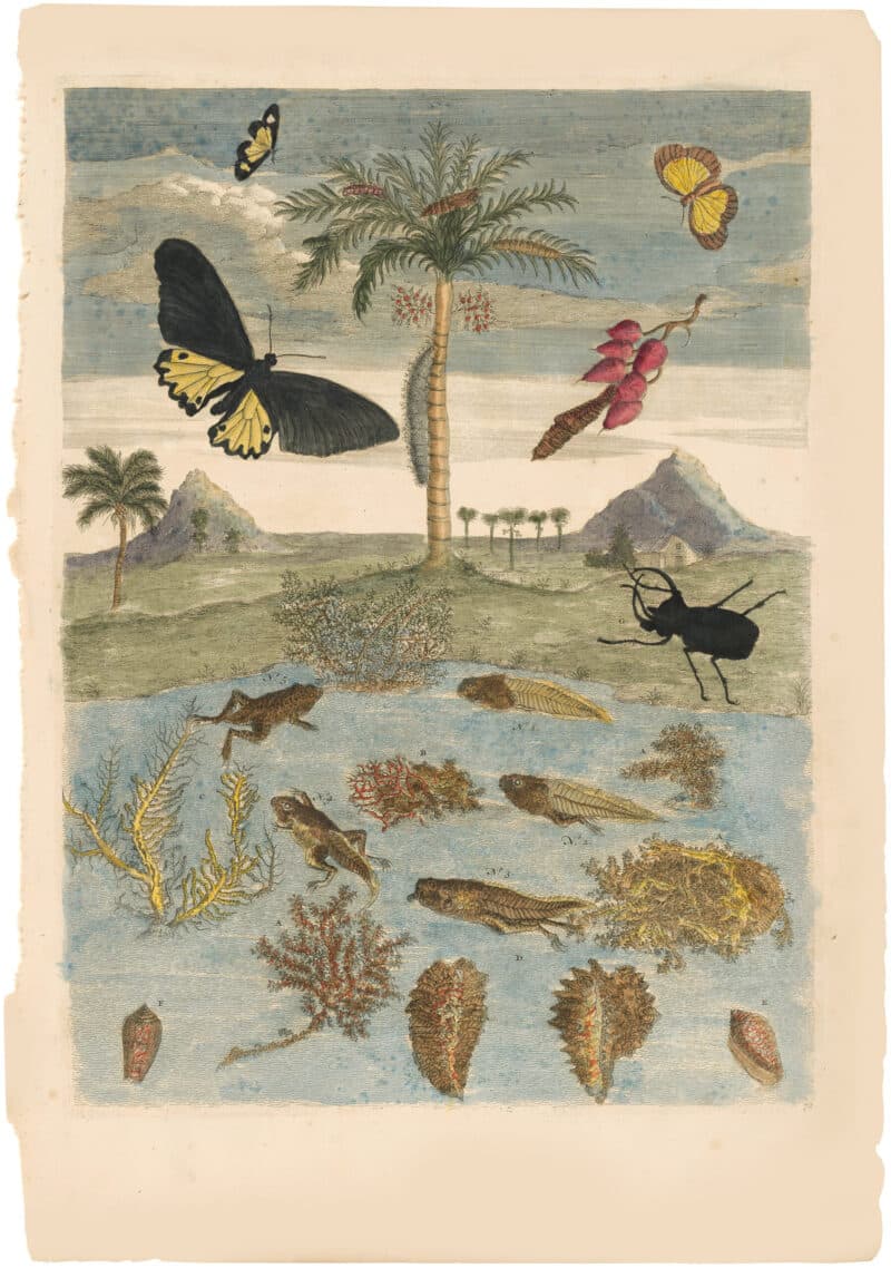 Merian 1726, Pl. 72, Stag Beetle, Palm Tree
