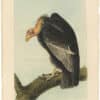 Audubon 2nd Ed. Octavo Pl. 1 Californian Turkey Vulture