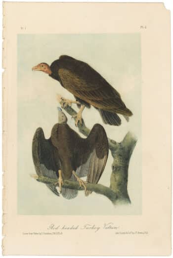 Audubon 2nd Ed. Octavo Pl. 2 Red-headed Turkey Vulture
