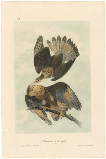 Audubon 2nd Ed. Octavo Pl. 4 Caracara Eagle