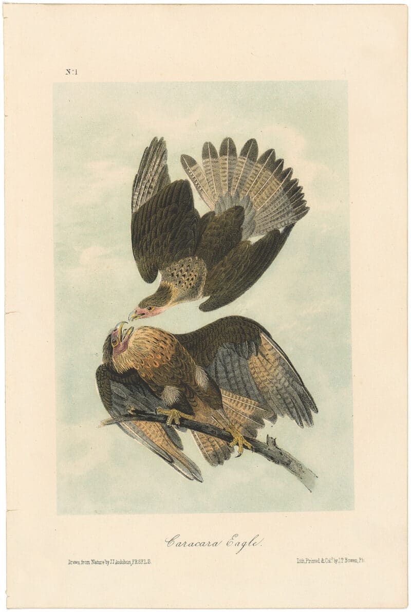 Audubon 2nd Ed. Octavo Pl. 4 Caracara Eagle