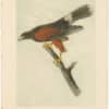Audubon 2nd Ed. Octavo Pl. 5 Harris's Buzzard