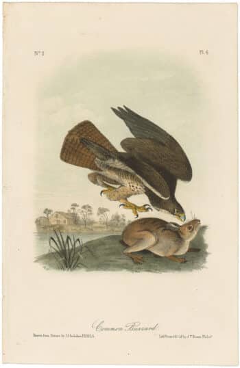 Audubon 2nd Ed. Octavo Pl. 6 Common Buzzard